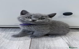British Shorthair cats for sale: 5 beautiful BSH kittens - Image 8