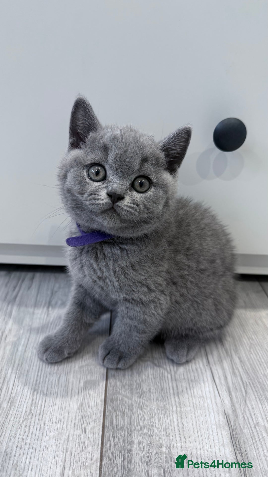 British Shorthair cats for sale: 5 beautiful BSH kittens - Image 8