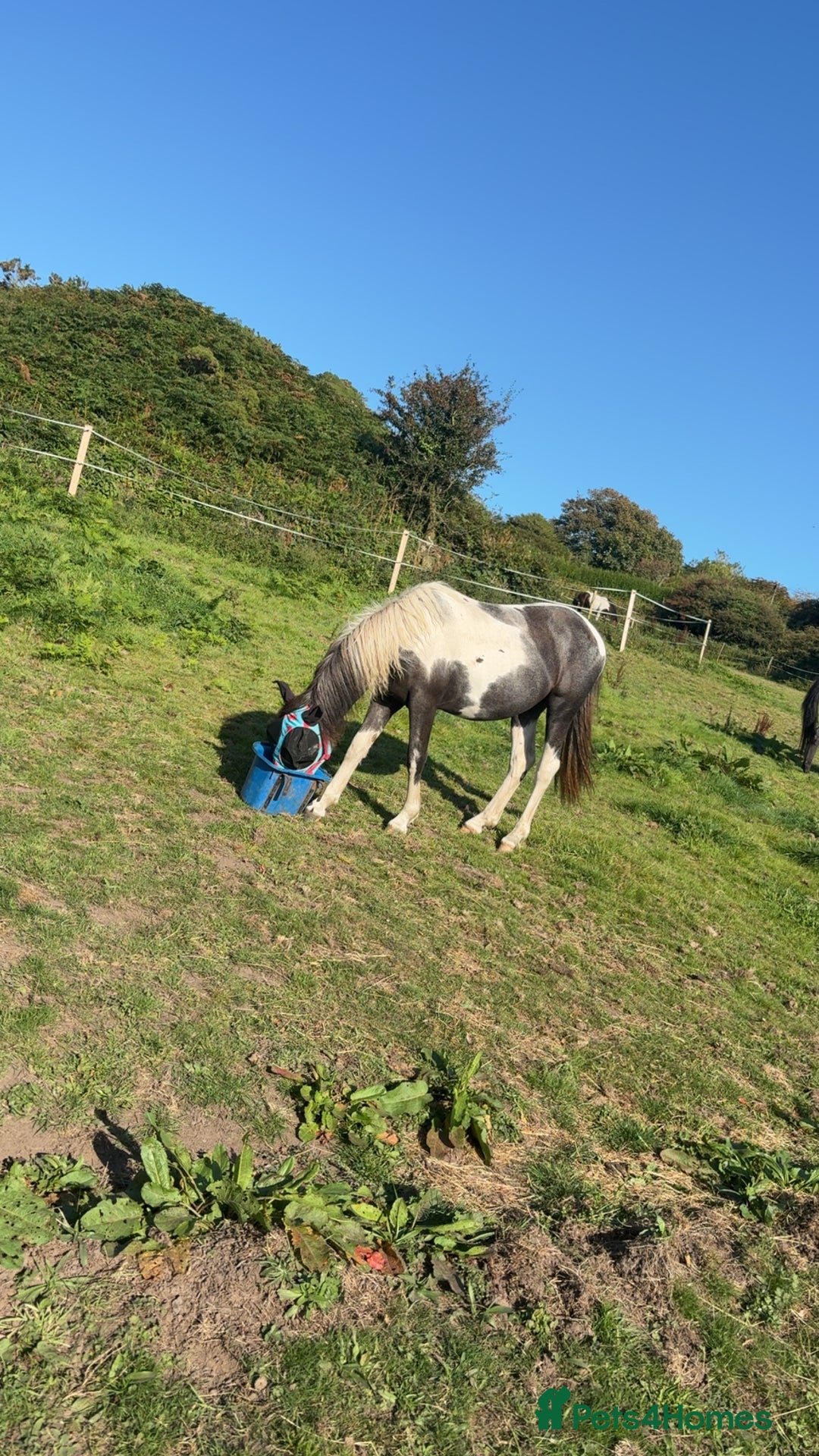 Dartmoor horses for sale: Rising 2 year old mare for sale  - Advert 7