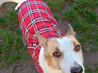 Mixed Breed dogs 💖ALAYA- Gentle 4 Years Girl Dreaming of Home💖 - Advert 5