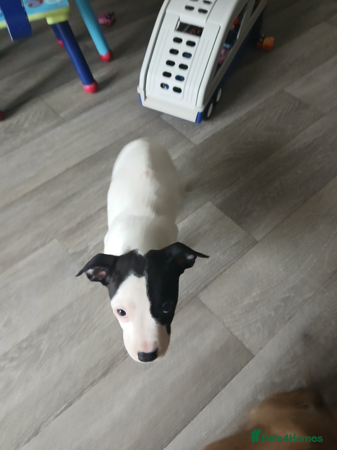 Mixed Breed dogs for sale: Puppies for sale  - Advert 4