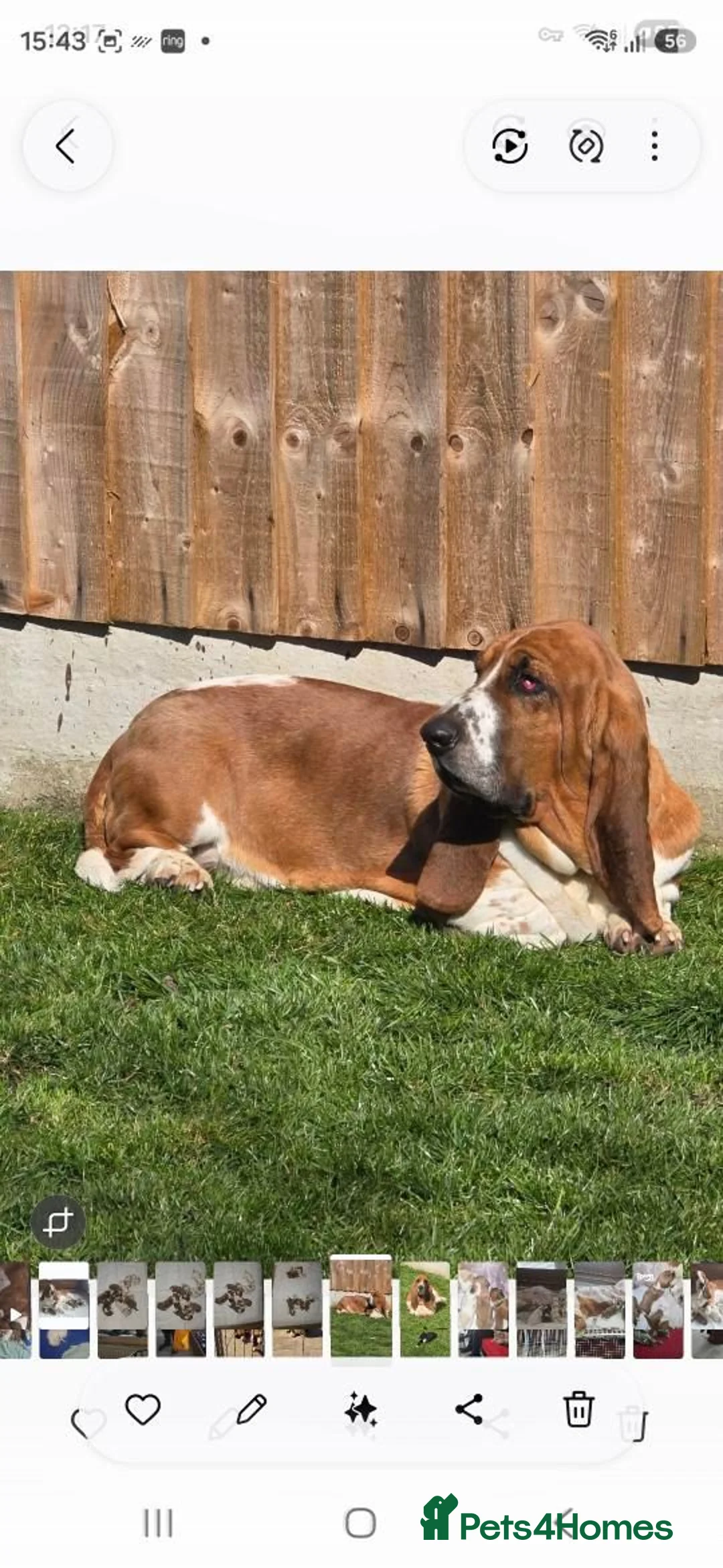 Basset Hound dogs for sale: Basset hound pups kc reg.European lines - Advert 9