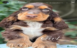 Cocker Spaniel dogs for sale: Stunning cocker spaniel puppies  - Image 2