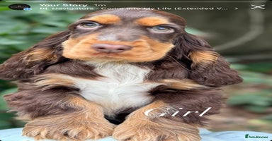 Cocker Spaniel dogs - Advert 12