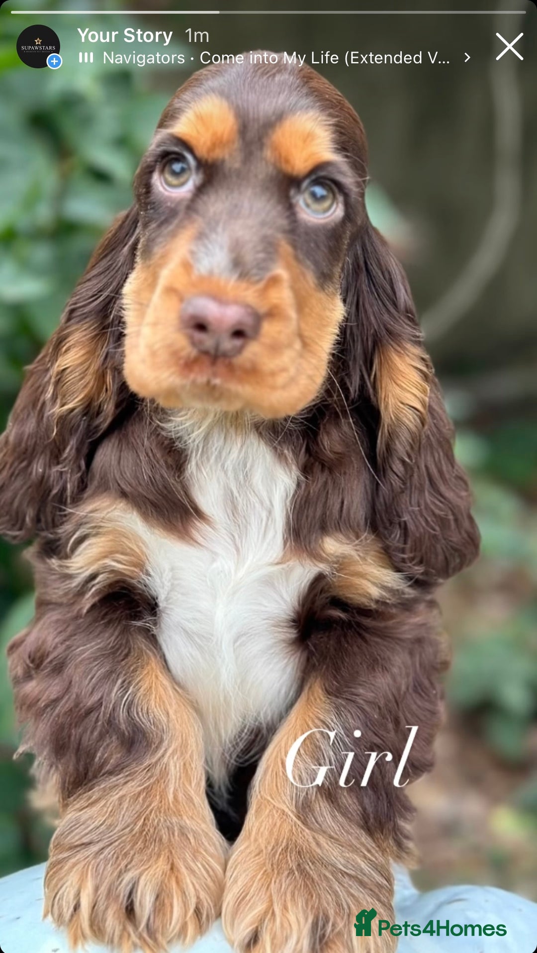 Cocker Spaniel dogs for sale: Stunning cocker spaniel puppies  - Image 2