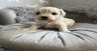 Maltipoo dogs - Advert 6
