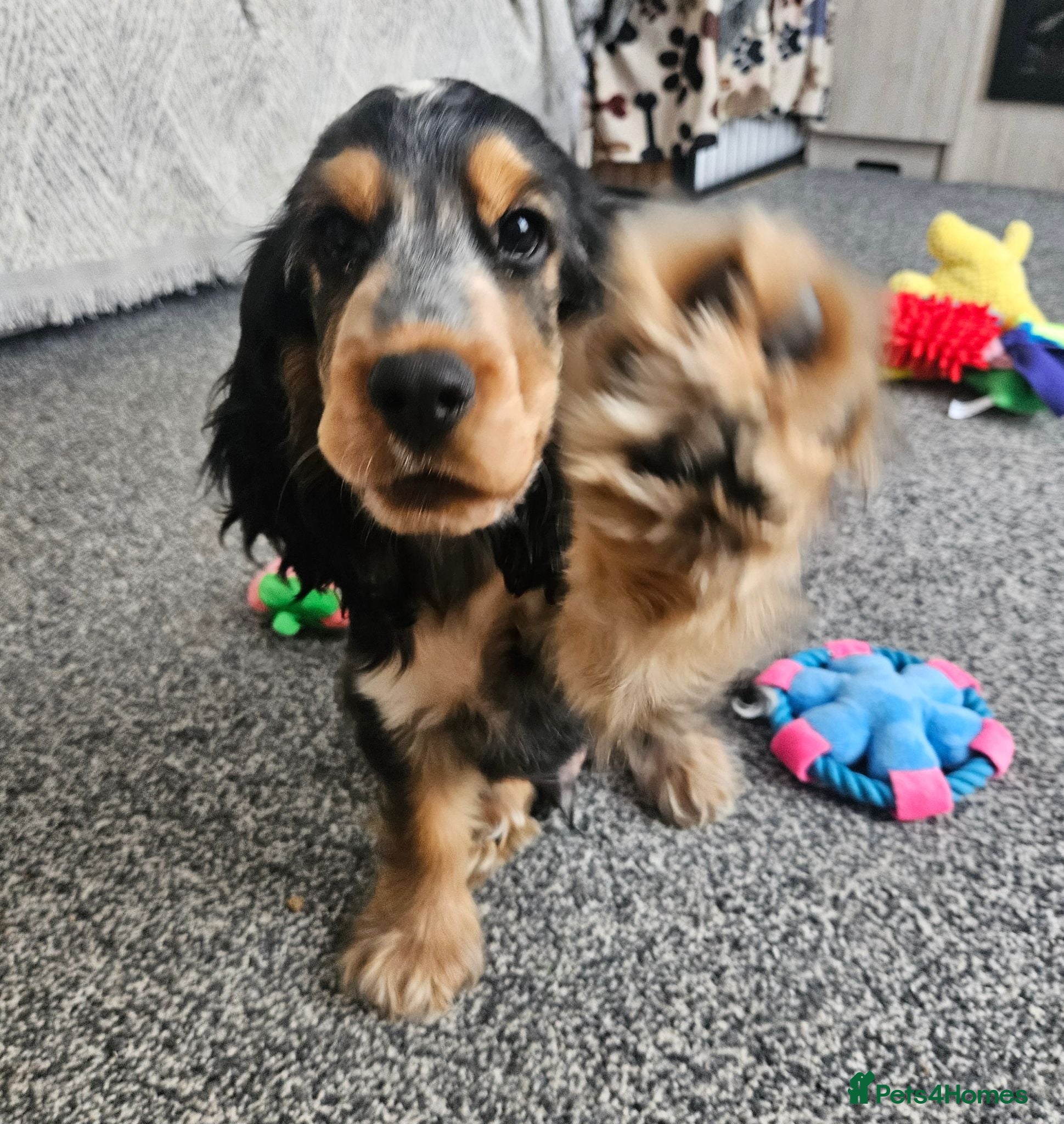 Cocker Spaniel dogs Last Boy left ready to go Show cocker spaniels - Advert 1