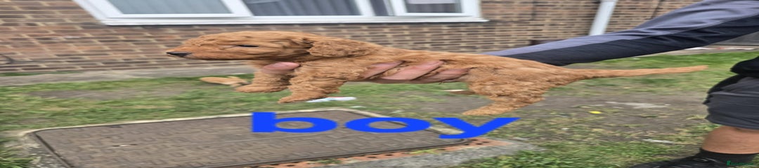 Cockapoo Puppy 2