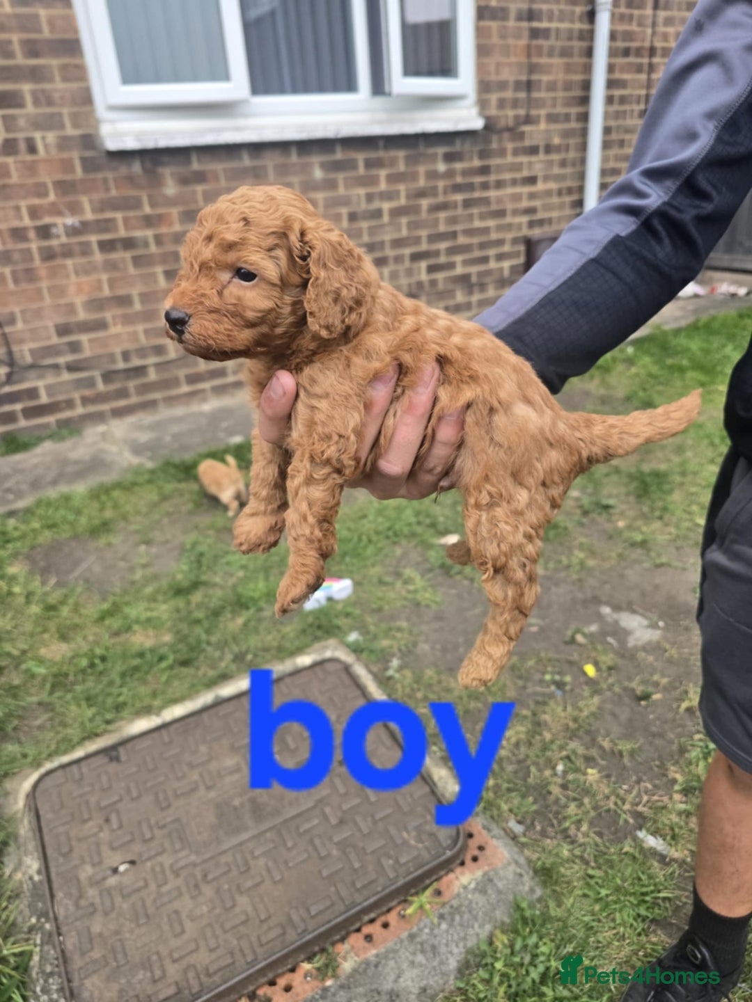 Cockapoo dogs for sale: Puppies  - Image 7