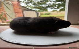 Guinea Pig rodents for sale: 3 sows looking for new 🏡 - Image 4