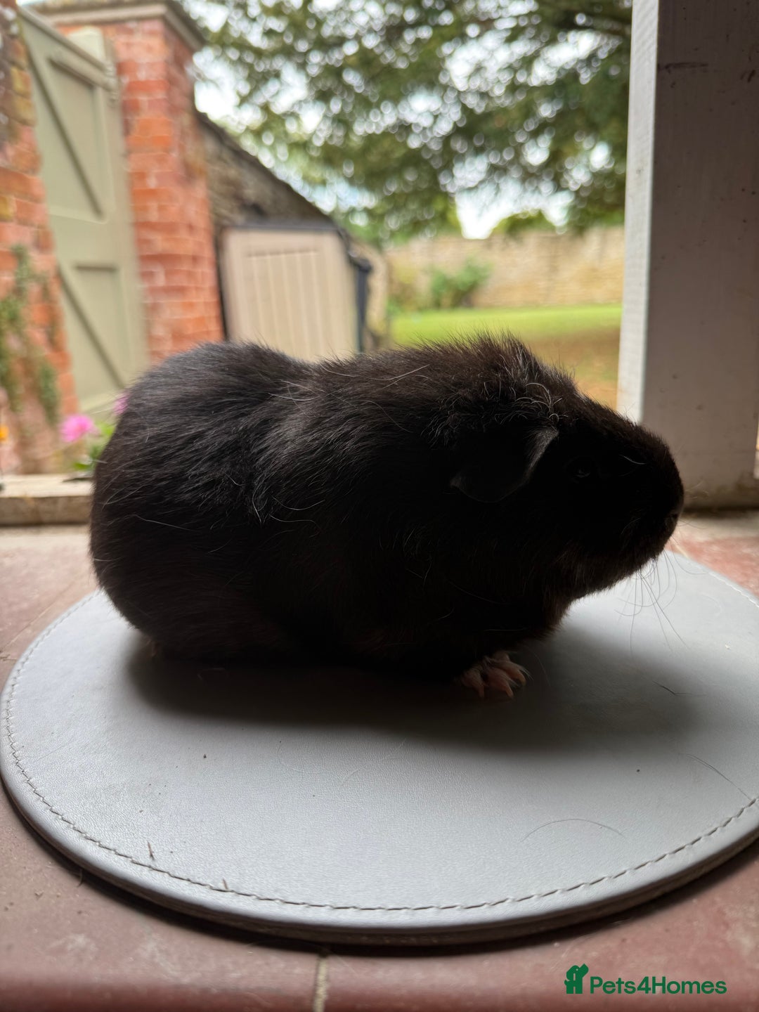 Guinea Pig rodents for sale: 3 sows looking for new 🏡 - Image 4