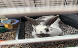 Mixed Breed rabbits for sale: Lovely cuddly bunny - Image 13