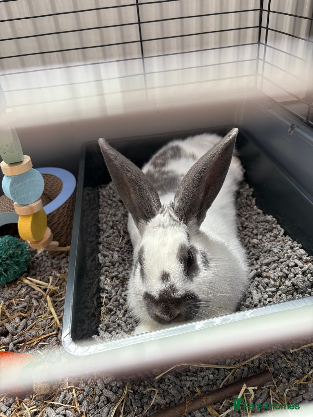 Mixed Breed rabbits for sale: Lovely cuddly bunny - Image 13