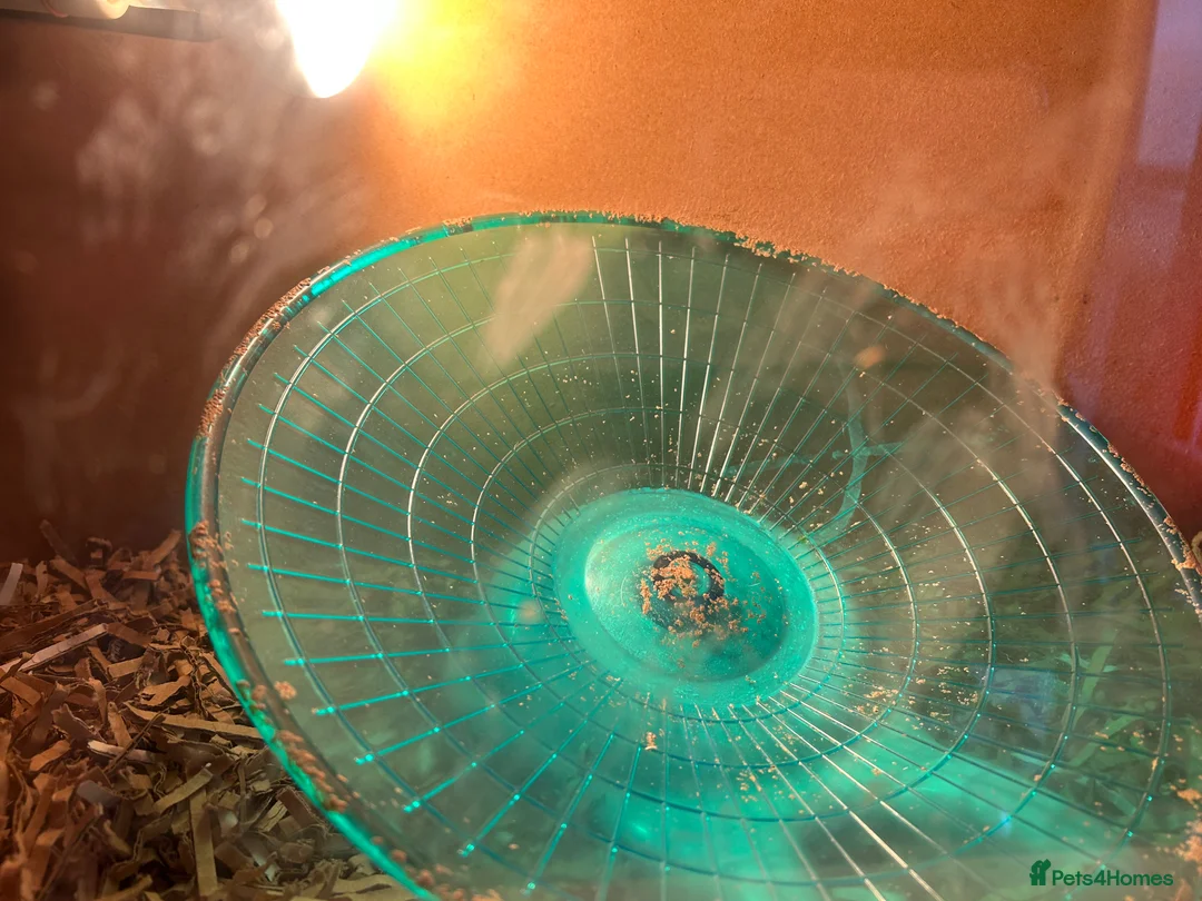 Pygmy Hedgehog rodents for sale: Prickles Pygmy hedgehog  - Advert 3