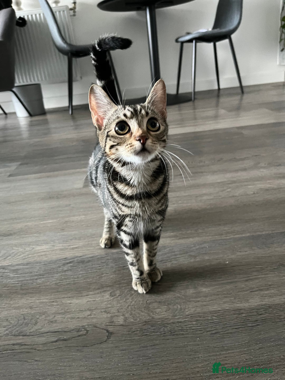 British Shorthair cats for sale: Bonded Sister Kittens for Rehoming - Advert 11