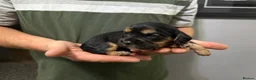 Cockalier dogs for sale: Adorable Cocker Spaniel × Cavalier King Charles  in Diss - Advert 7