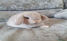 Mini Lop rabbits for sale: 2 gorgeous mini lop babies  - Image 4