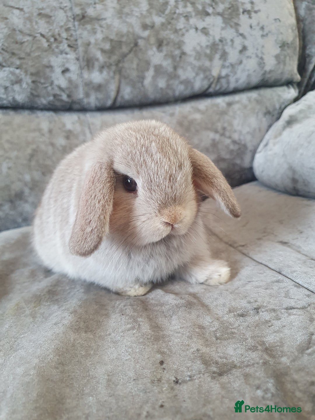 Mini Lop rabbits for sale: 2 gorgeous mini lop babies  - Image 4