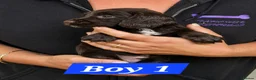 Sprocker dogs for sale: Beautiful Sprocker Spaniel Puppies - Advert 3
