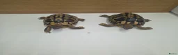 Hermann Tortoise reptiles for sale: Male and female Herman tortoise - Advert 2