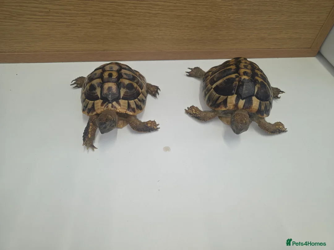 Hermann Tortoise reptiles for sale: Male and female Herman tortoise - Advert 2