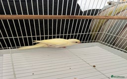 Parakeets birds for sale: Young female kakariki  - Advert 1