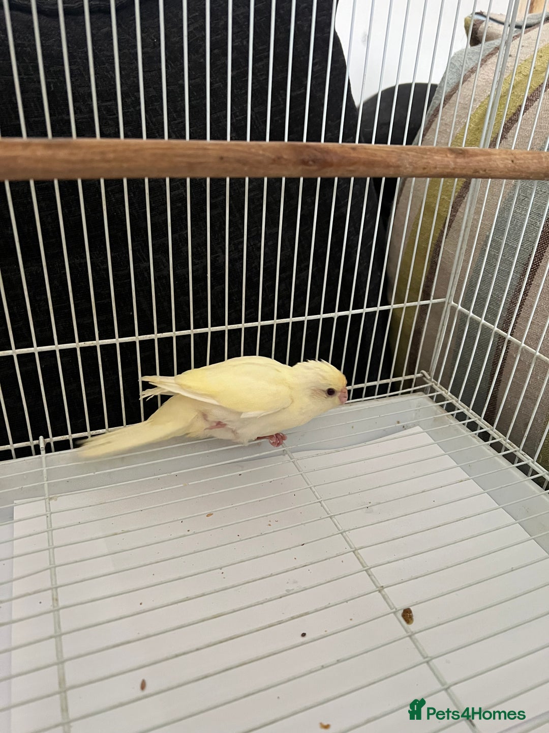 Parakeets birds for sale: Young female kakariki  - Advert 1