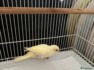 Parakeets birds Young female kakariki - Advert 12