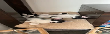 Gizmo