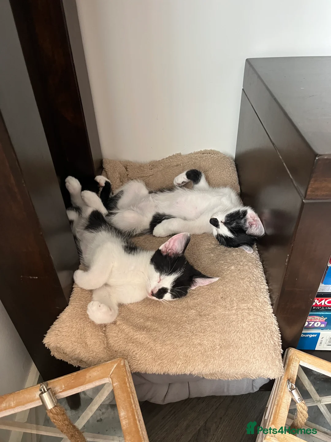 British Shorthair cats for sale: Bonded twin brothers Gizmo & Smudge in Bristol - Advert 2