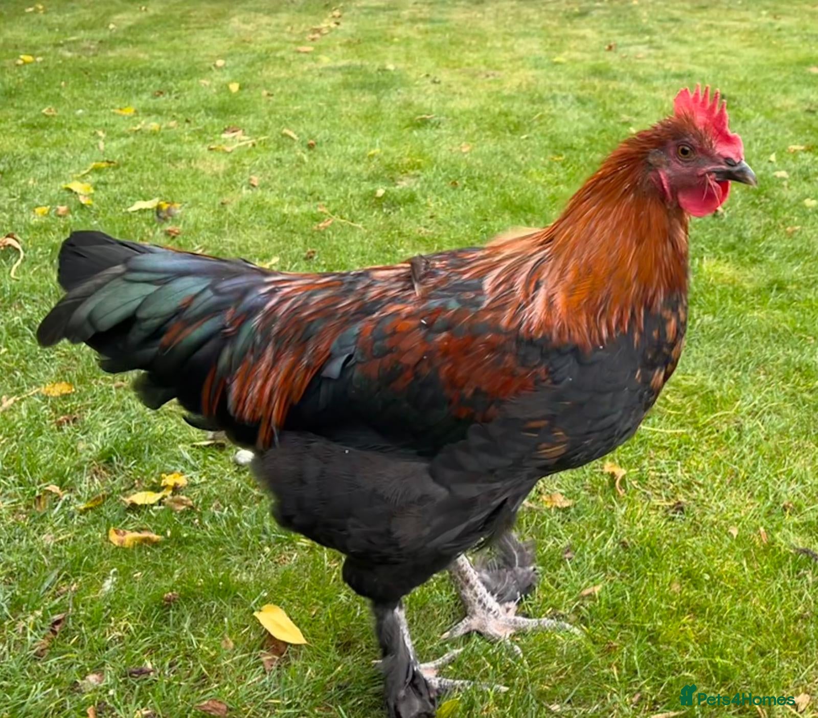 Chickens poultry Copper black Maran cockerel  - Advert 13