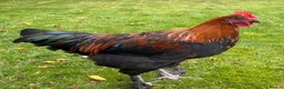 Chickens poultry for sale: Copper black Maran cockerel  - Advert 1