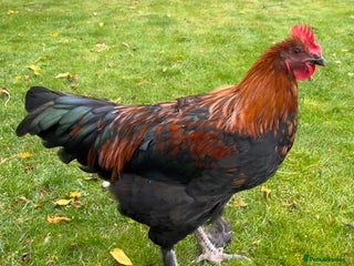 Chickens poultry - Advert 1