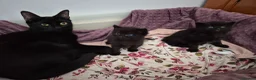 Mixed Breed cats for sale: Rag doll & British shorthair mix - Advert 4