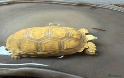 Tortoise reptiles for sale: Sulcata Ivory Tortoise  CB 2024 - Image 4