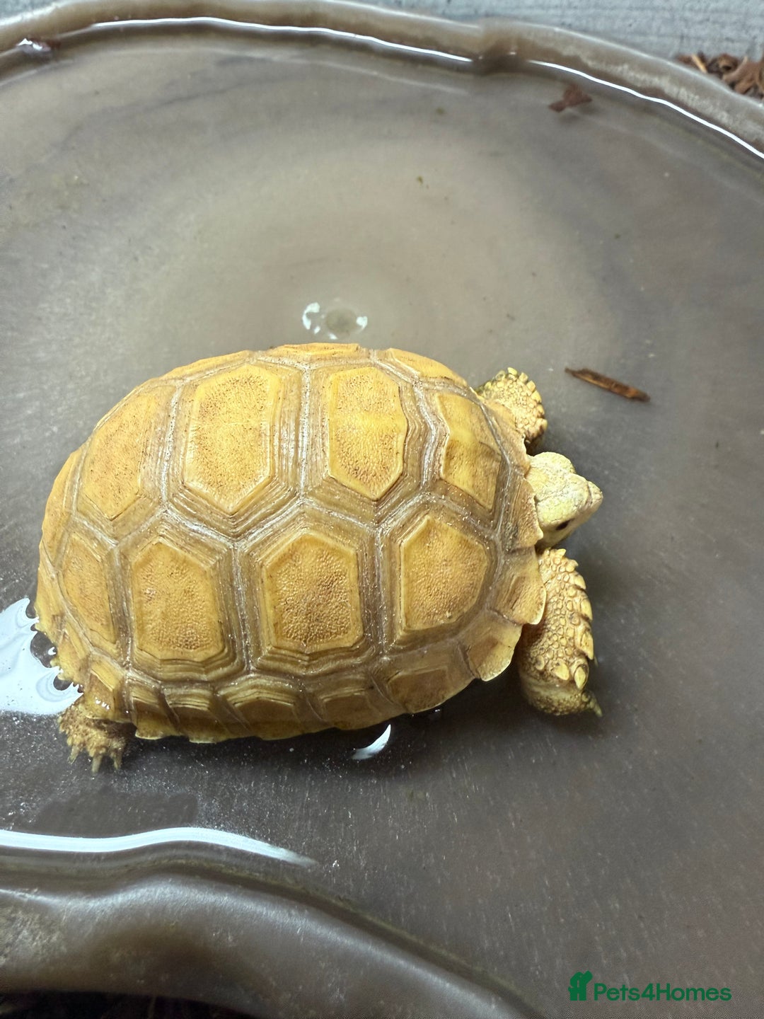 Tortoise reptiles for sale: Sulcata Ivory Tortoise  CB 2024 - Image 4