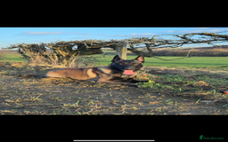 Belgian Shepherd Dog dogs for stud: Belgian Malinois Stud Male FCI - Image 6