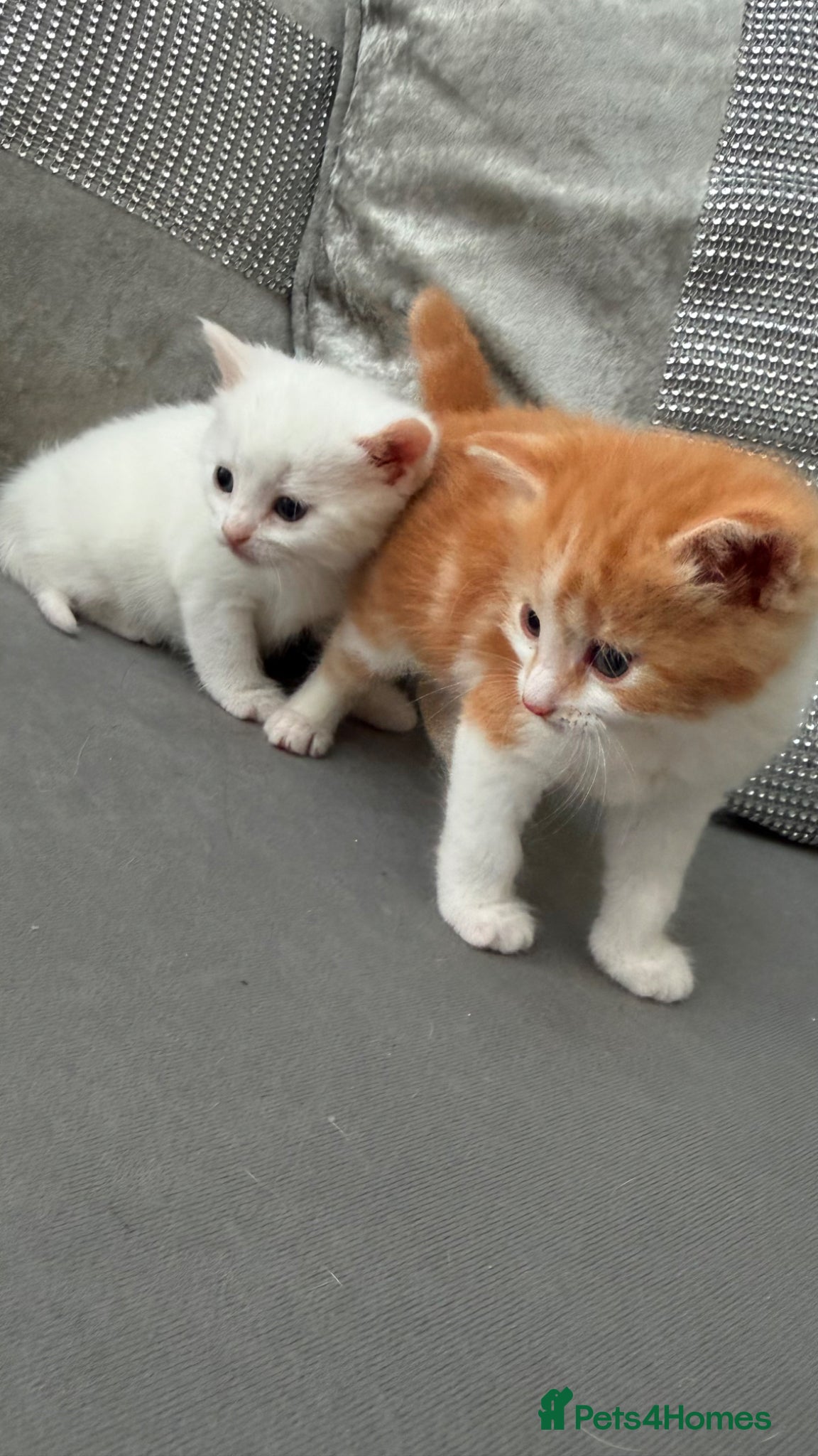 Mixed Breed cats for sale: Stunning and very playfull kittens - Advert 7