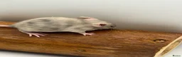 Mouse rodents for sale: Female fancy mice - ready for new homes - Advert 7