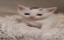 Turkish Angora cats for sale: Beautiful Turkish Angora cross kittens - Image 3