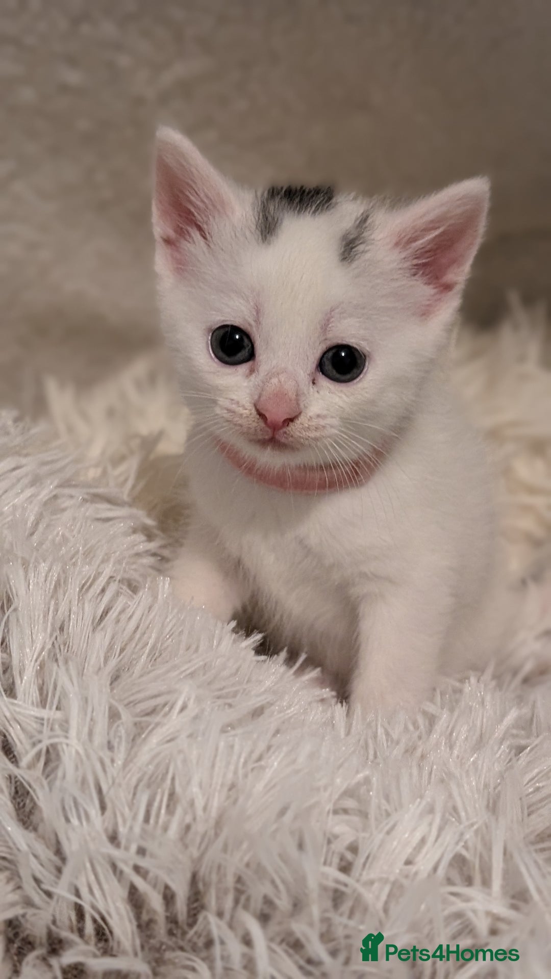 Turkish Angora cats for sale: Beautiful Turkish Angora cross kittens - Image 3