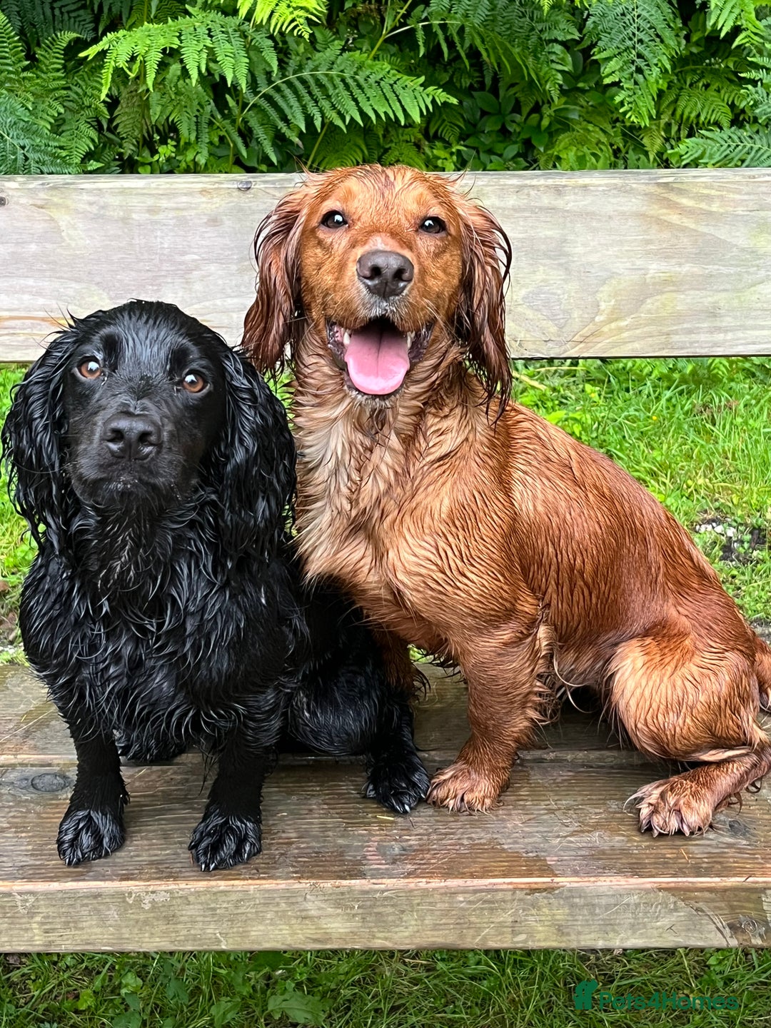 Cocker Spaniel dogs for sale: Cocker spaniels puppies - Image 5