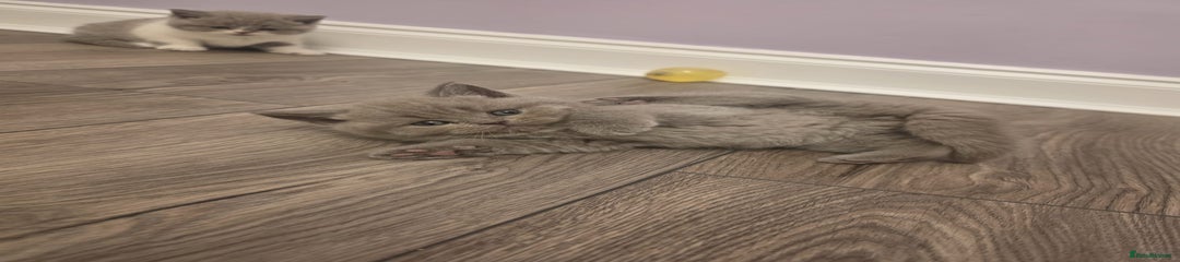 British Shorthair Kitten 4