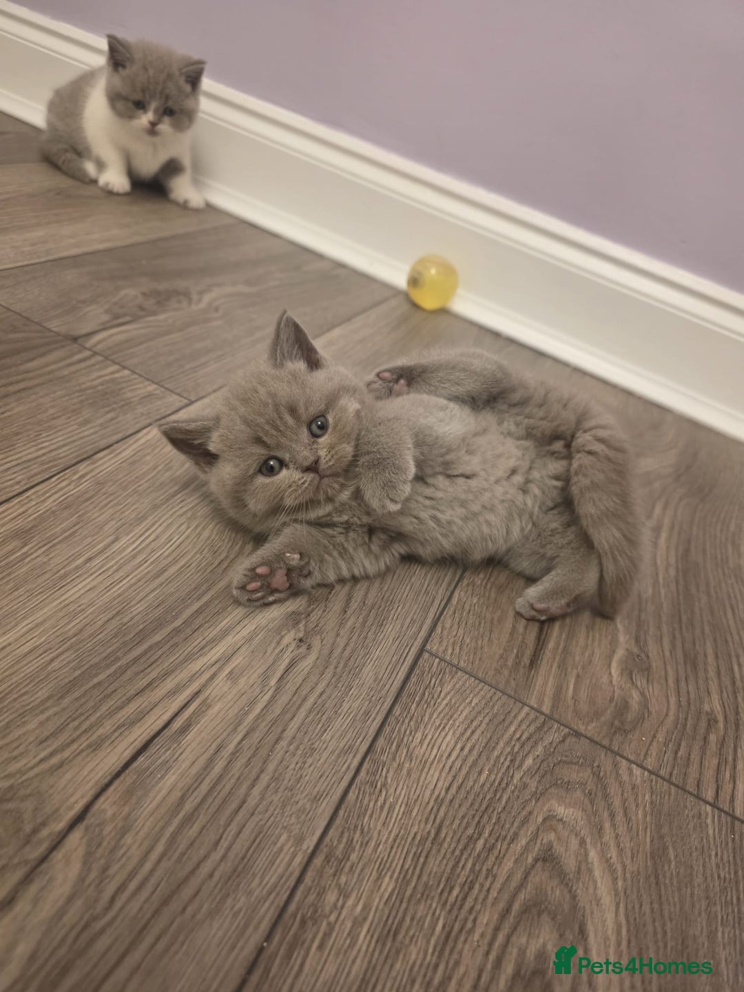 British Shorthair cats for sale: British shorthair - Advert 23