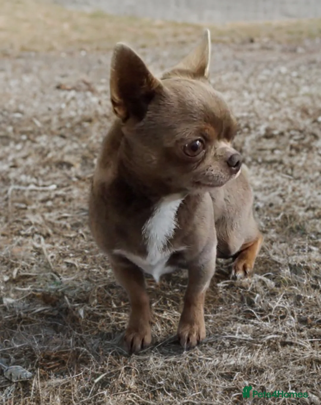 Chihuahua dogs for stud: KC reg-Health tested-PROVEN  - Advert 3