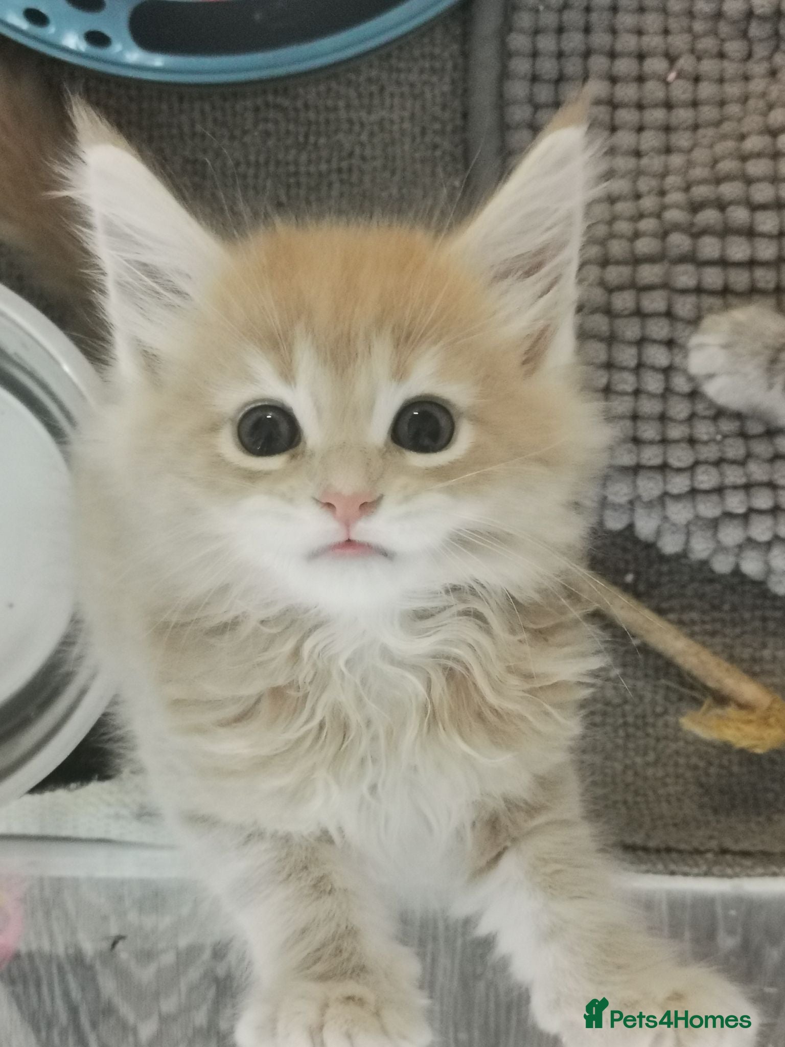 Maine Coon cats Maine coon kittens for sale - Advert 1