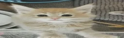 Maine Coon cats for sale: Maine coon kittens for sale - Advert 1