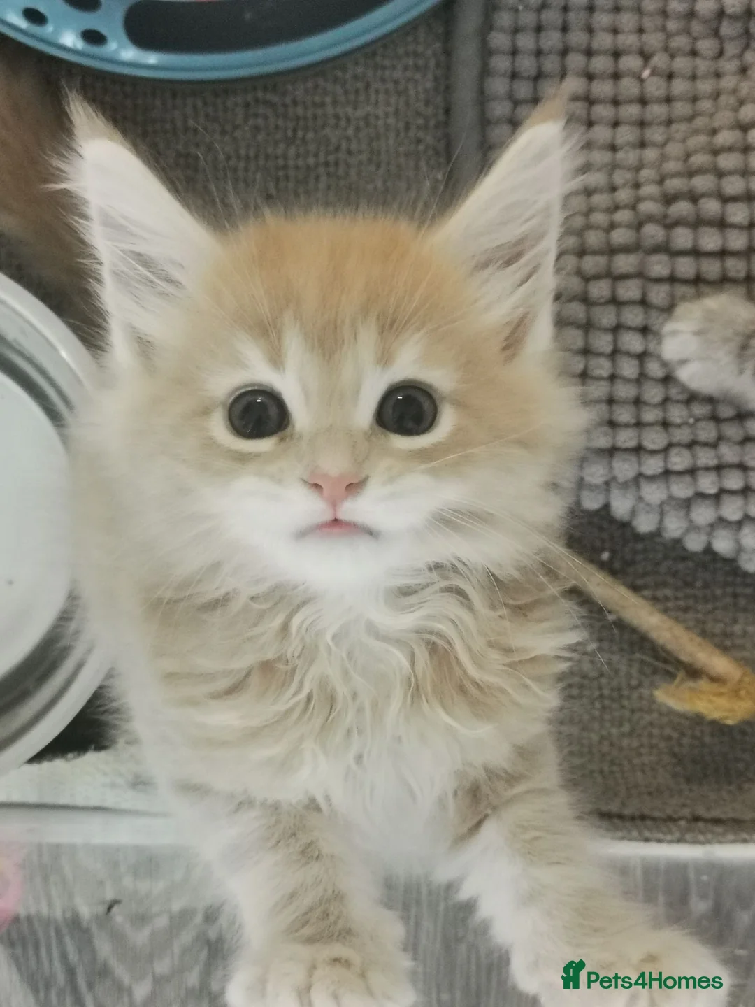 Maine Coon cats for sale: Maine coon kittens for sale - Advert 1