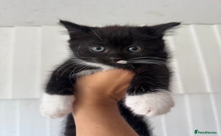 Mixed Breed cats - Advert 13