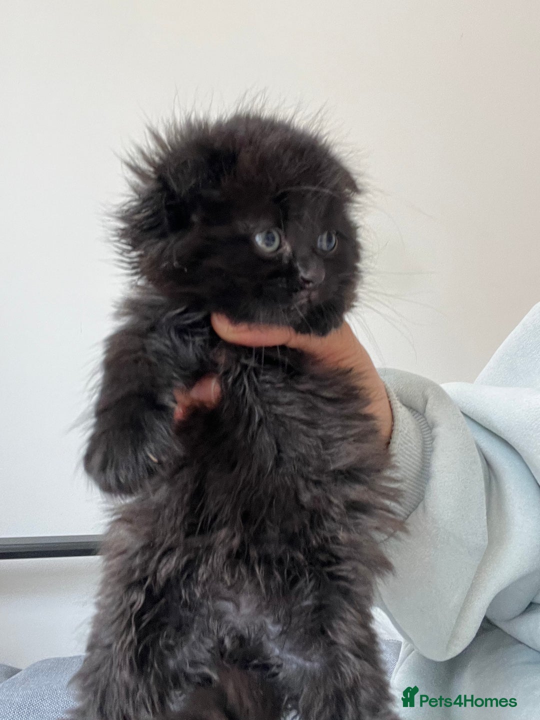 Scottish Fold cats for sale:  A little kittens scotchfold  - Image 4